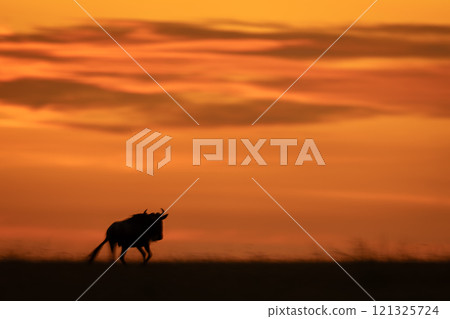 Slow pan of blue wildebeest at sunset Slow pan of blue wildebeest at sunset 121325724