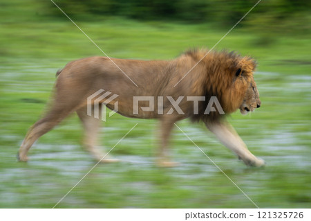 Slow pan of male lion traversing grass Slow pan of male lion traversing grass 121325726