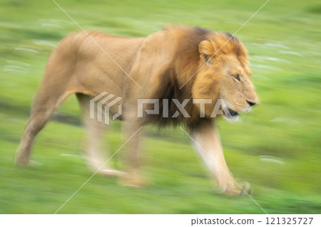 Slow pan of male lion traversing grassland Slow pan of male lion traversing grassland 121325727