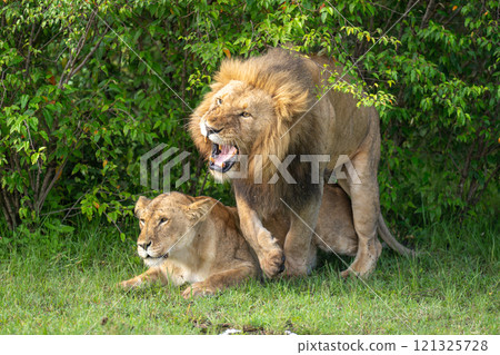 Snarling lion steps off female after mating 121325728