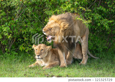 Snarling lion steps off lioness after mating Snarling lion steps off lioness after mating 121325729