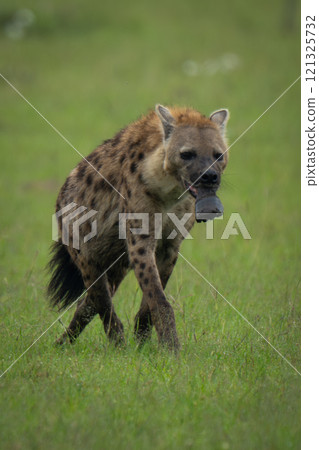 Spotted hyena crosses grass holding zebra foot Spotted hyena crosses grass holding zebra foot 121325732