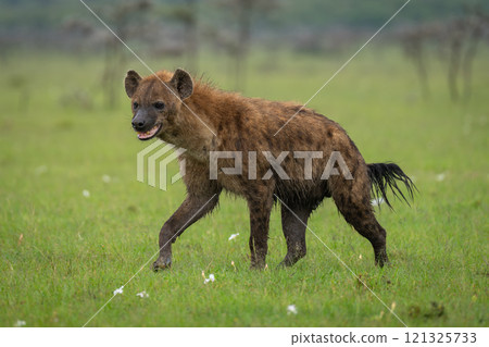 Spotted hyena crosses grass with mouth open Spotted hyena crosses grass with mouth open 121325733