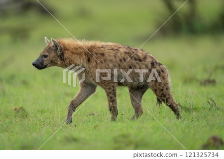 Spotted hyena crosses short grass lifting forepaw 121325734