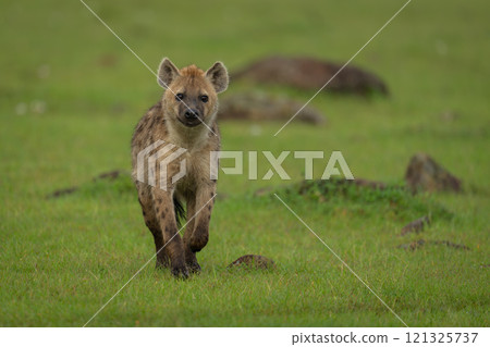 Spotted hyena crossing short grass towards camera 121325737