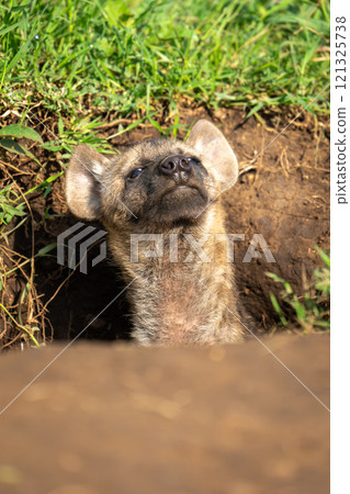 Spotted hyena cub looks out from den 121325738