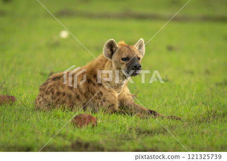 Spotted hyena lies in grass with catchlights 121325739