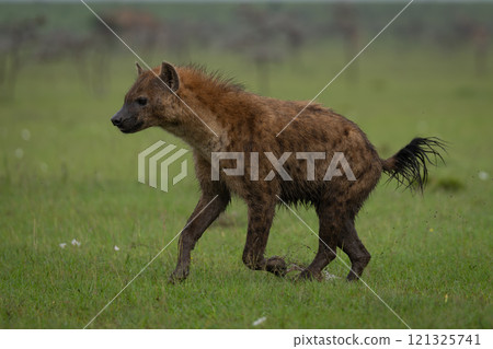 Spotted hyena lollops along over short grass 121325741