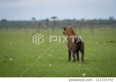 Spotted hyena standing on grass facing away 121325742