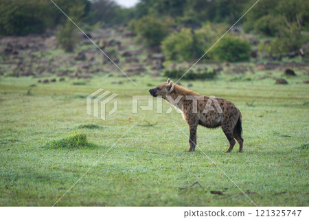 Spotted hyena stands on grass looking up 121325747