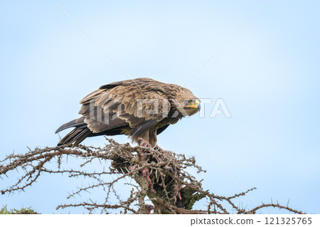 Steppe eagle crouches low on whistling thorn Steppe eagle crouches low on whistling thorn 121325765