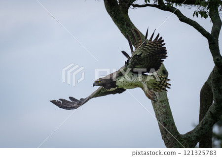 Steppe eagle gliding down from lichen-covered tree Steppe eagle gliding down from lichen-covered tree 121325783