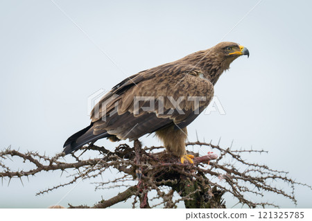 Steppe eagle guards carcase on whistling thorn Steppe eagle guards carcase on whistling thorn 121325785