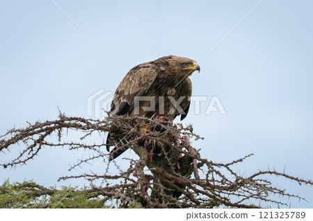 Steppe eagle looks out from whistling thorn 121325789