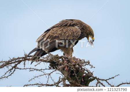 Steppe eagle on thornbush catches meat morsel 121325790