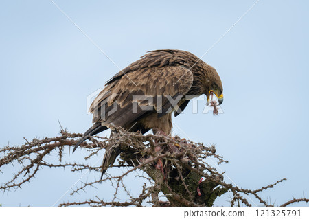 Steppe eagle on thornbush catching meat morsel 121325791