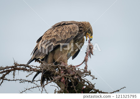 Steppe eagle on thornbush tugging at carcase Steppe eagle on thornbush tugging at carcase 121325795