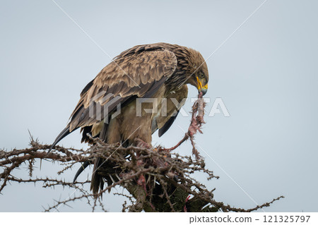 Steppe eagle on thornbush tugging at kill Steppe eagle on thornbush tugging at kill 121325797