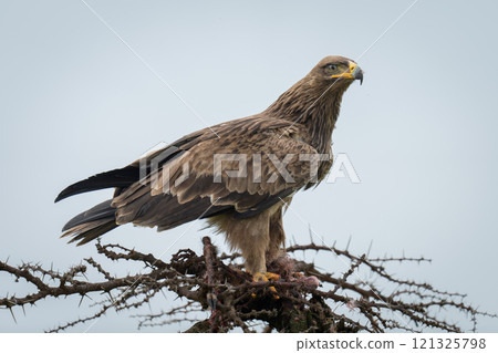 Steppe eagle on whistling thorn guarding carcase 121325798