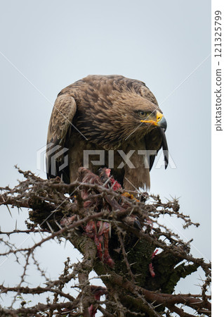 Steppe eagle on whistling thorn guarding kill Steppe eagle on whistling thorn guarding kill 121325799