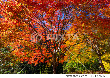 埼玉縣秩父市大瀧、奧秩父荒川支流的紅葉名勝 禦越川流域的逆光紅葉 121326079