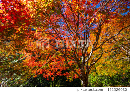 埼玉縣秩父市大瀧、奧秩父荒川支流的紅葉名勝 禦越川流域的逆光紅葉 121326080