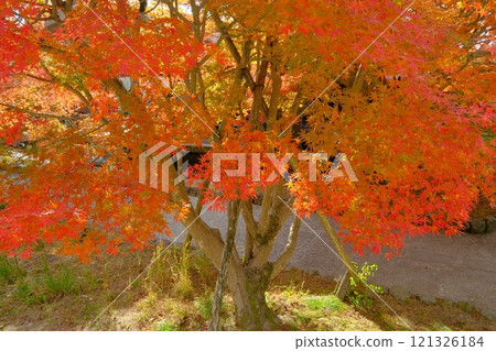 Sawarabi Path in the height of autumn 121326184