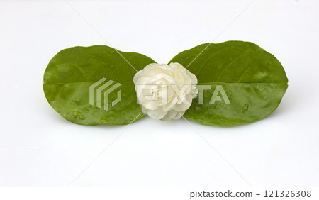 Fresh jasmine flowers Fresh jasmine flowers 121326308