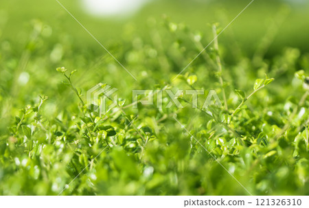Natural green leaf bokeh background 121326310