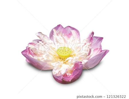 Lotus flower isolated on white background Lotus flower isolated on white background 121326322