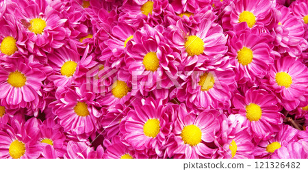 Pink chrysanthemum flowers 121326482