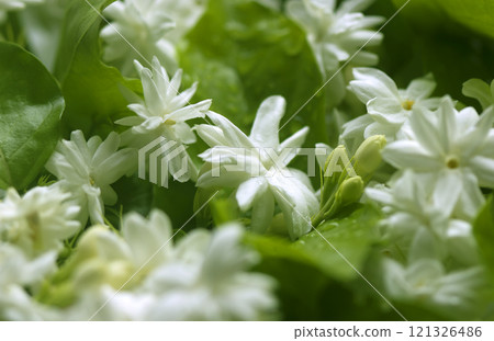 White jasmine flowers bloom naturally. 121326486