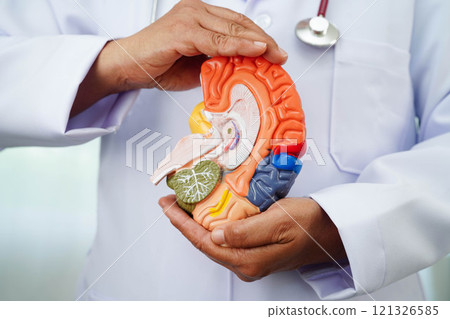 Alzheimer disease, Asian doctor holding brain anatomy model for study diagnosis and treatment in hospital. Alzheimer disease, Asian doctor holding brain anatomy model for study diagnosis and treatment in hospital. 121326585
