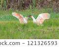 Battle of the Crested Ibis 1 121326593
