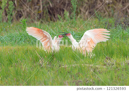 Battle of the Crested Ibis 1 121326593