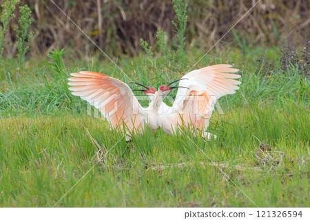 朱鹮之戰2 121326594