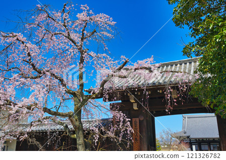 妙覺寺美麗的垂櫻（京都府京都市上京區） 121326782