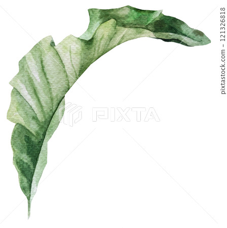 Watercolor tropical green leaf isolated illustration, exotic wedding element Watercolor tropical green leaf isolated illustration, exotic wedding element 121326818
