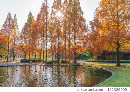 Metasequoia trees turning red in autumn at Jingu Higashi Park (Nagoya, Aichi Prefecture) 121326909