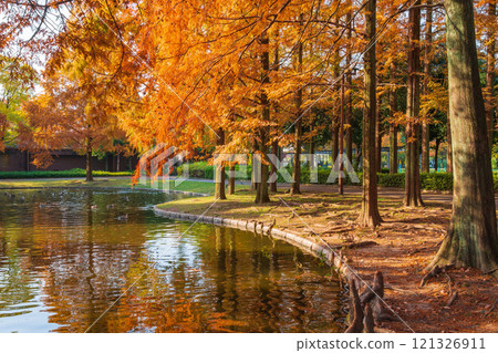 Metasequoia trees turning red in autumn at Jingu Higashi Park (Nagoya, Aichi Prefecture) Metasequoia trees turning red in autumn at Jingu Higashi Park (Nagoya, Aichi Prefecture) 121326911