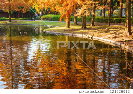 Metasequoia trees turning red in autumn at Jingu Higashi Park (Nagoya, Aichi Prefecture) 121326912