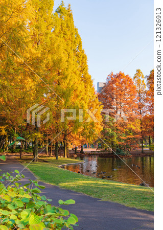 Metasequoia trees turning red in autumn at Jingu Higashi Park (Nagoya, Aichi Prefecture) Metasequoia trees turning red in autumn at Jingu Higashi Park (Nagoya, Aichi Prefecture) 121326913