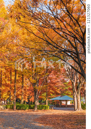 Metasequoia trees turning red in autumn at Jingu Higashi Park (Nagoya, Aichi Prefecture) 121327060