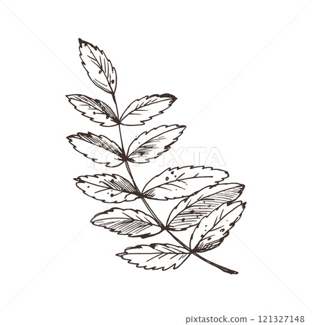 Rowan leaves single object. Line art graphic hand drawn brown ink monochrome. Isolated EPS element vector illustration Rowan leaves single object. Line art graphic hand drawn brown ink monochrome. Isolated EPS element vector illustration 121327148