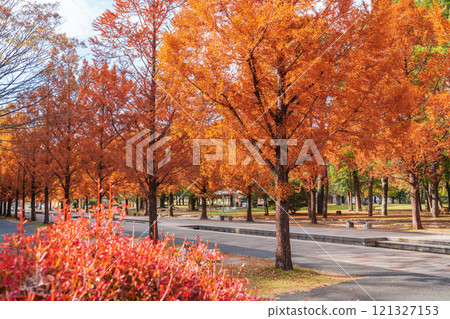 Nonhoi Park, Metasequoia trees turning red in autumn (Toyohashi City, Aichi Prefecture) 121327153