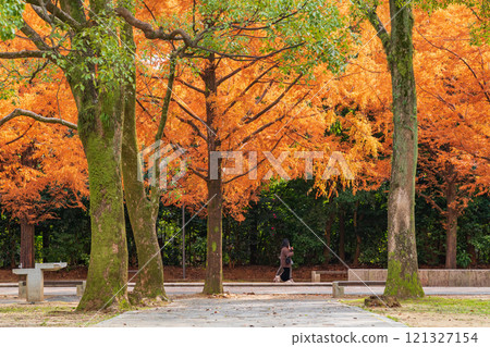 論會公園、紅葉的水杉（愛知縣豐橋市） 121327154