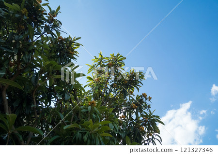 Loquat fruit is growing 121327346