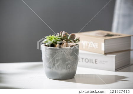 Houseplants, Plants, Pots, Home, Interior Houseplants, Plants, Pots, Home, Interior 121327415