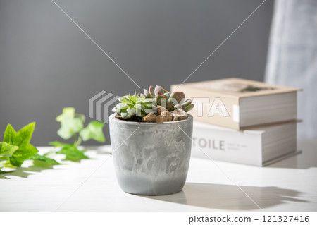 家居室內植物盆栽 家居室內植物盆栽 121327416