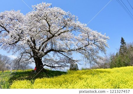 Hyuga's Jizo Cherry Blossoms (Fukushima Prefecture) Hyuga's Jizo Cherry Blossoms (Fukushima Prefecture) 121327457